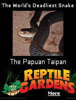 From humble beginnings as a one man show in 1937, South Dakota's Reptile Gardens is now a world renowned team of specialists and conservationists. 